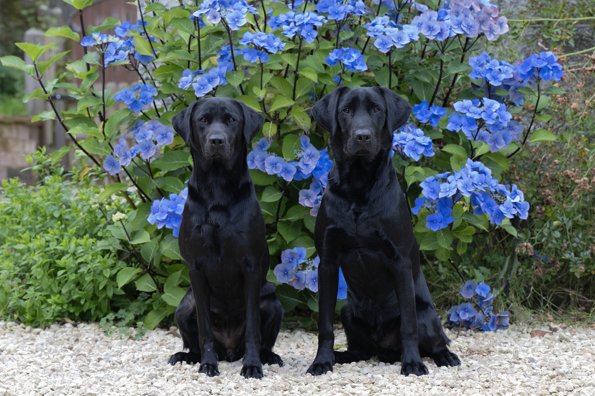 Waterfriend Mocca (13 months) & Emmanygan Prancer (8 months)