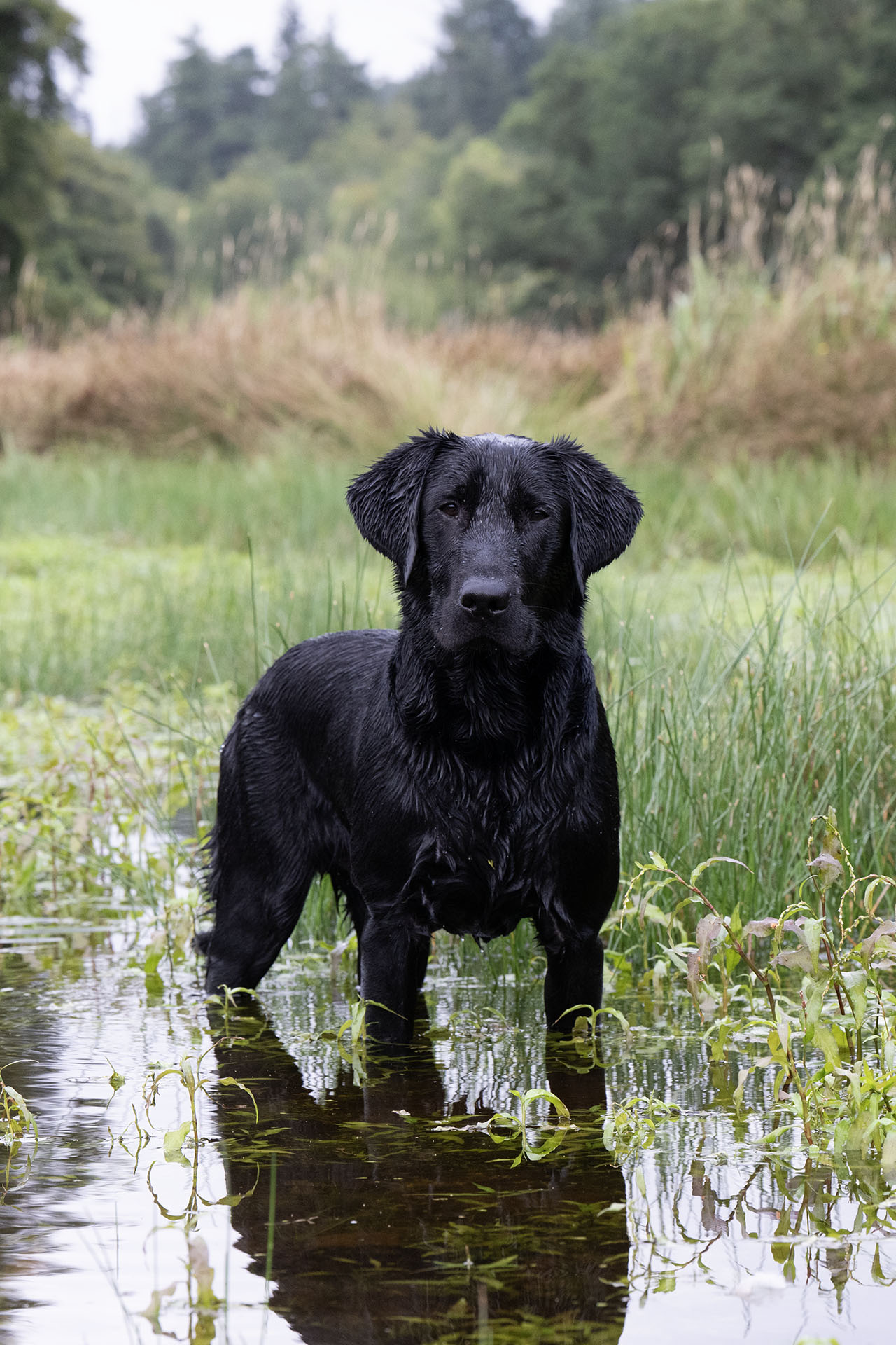 Emmanygan Prancer (Django) at 8 months